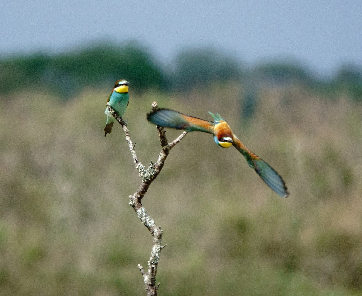 European Bee-eater - Philippe Hédou
