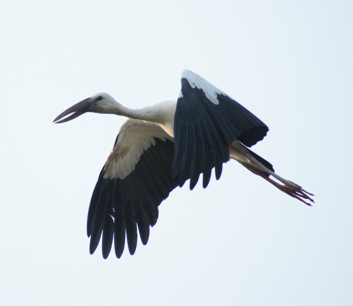 Asian Openbill - KUNAPARAJU SHANMUKHA VARMA