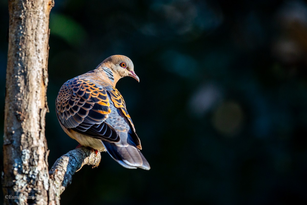 Oriental Turtle-Dove - Esmail Samiwala