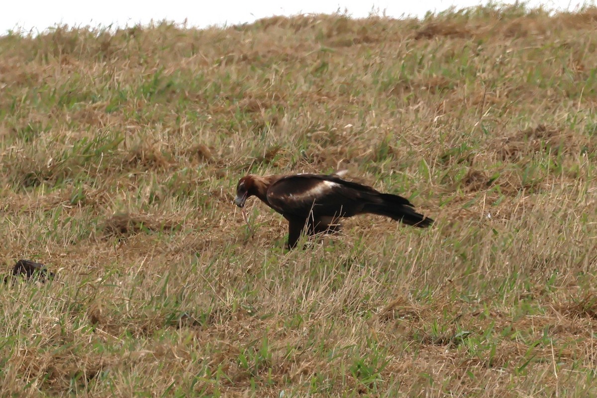 Aigle d'Australie - ML619333109