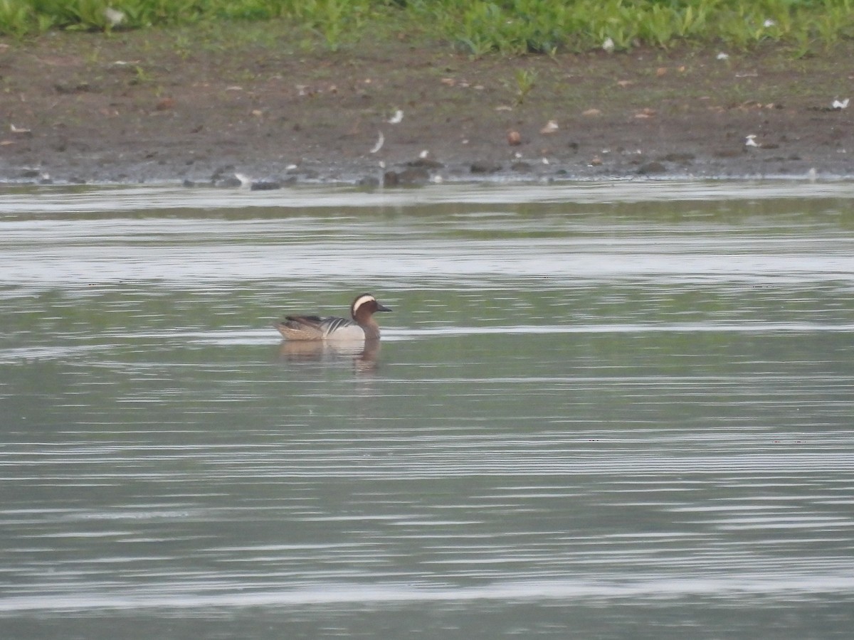 Garganey - Mark Smiles