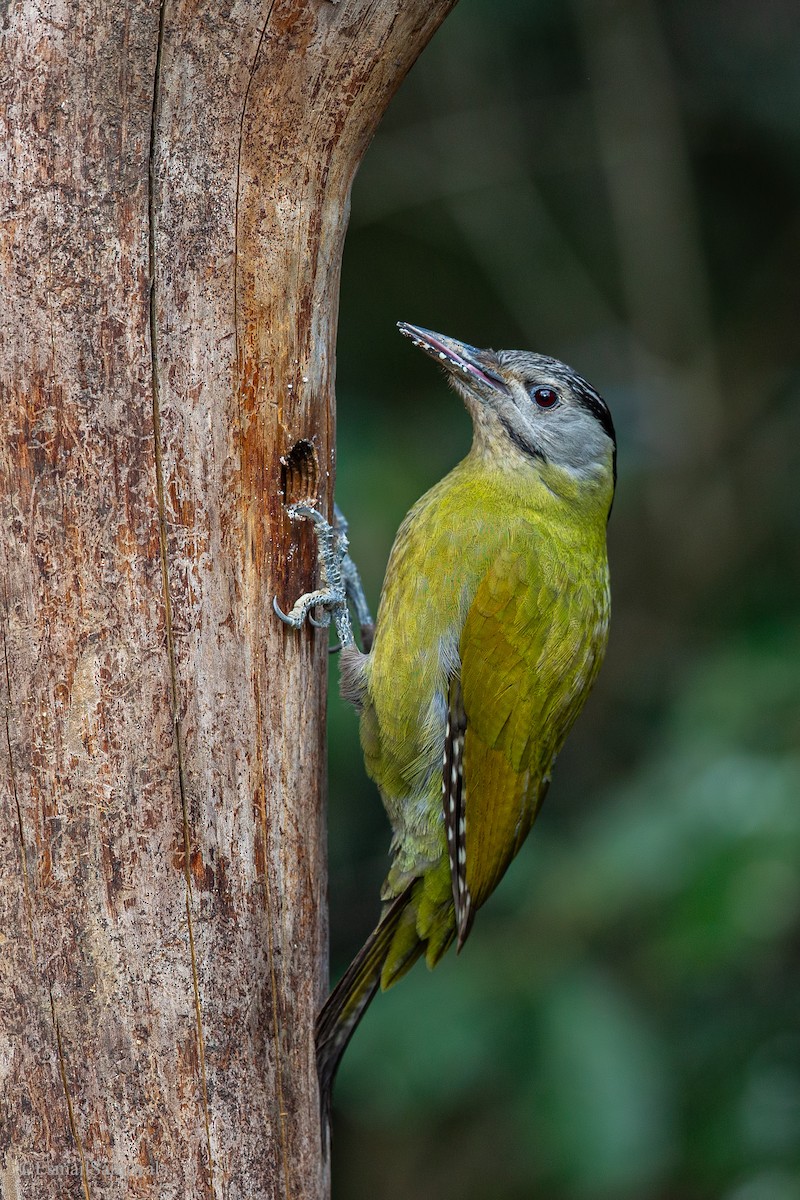Gray-headed Woodpecker - Esmail Samiwala