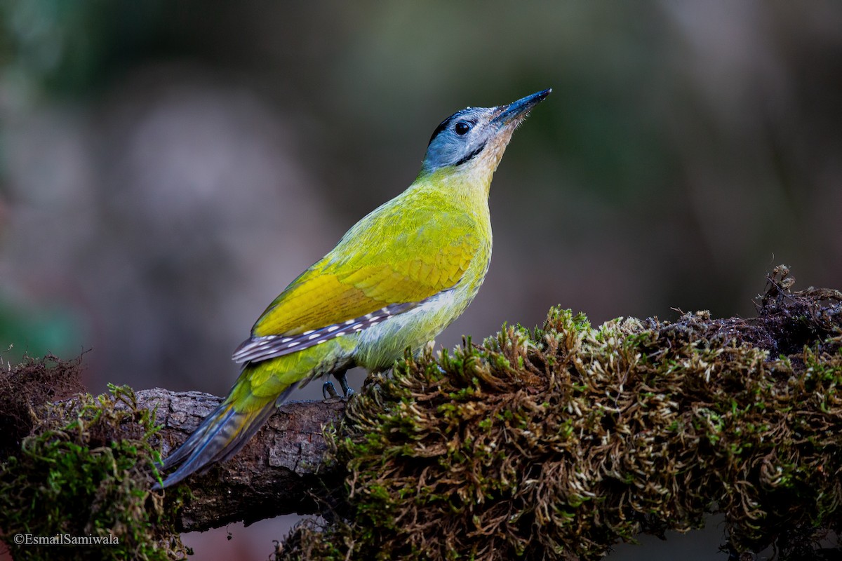 Gray-headed Woodpecker - ML619333127