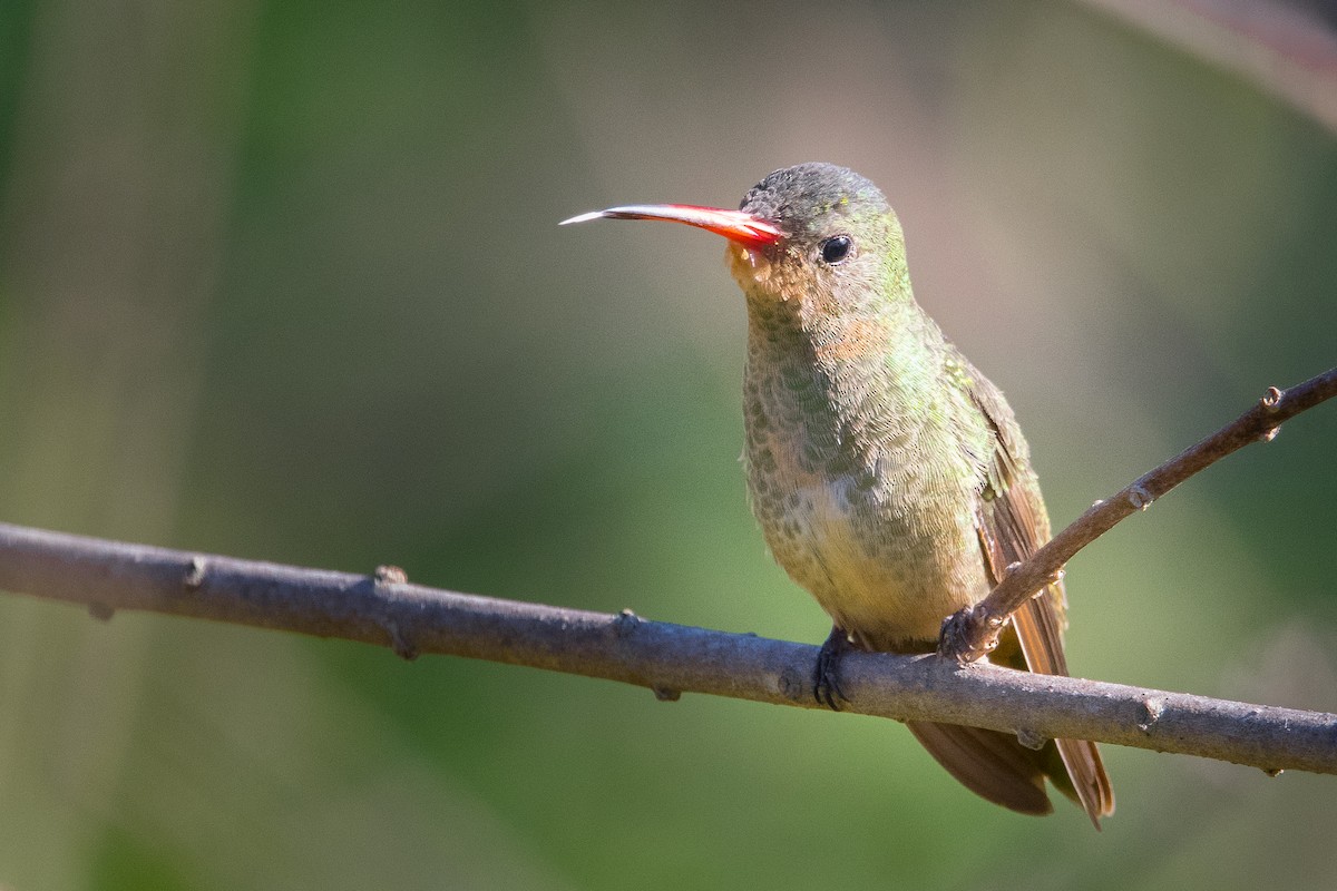 Gilded Hummingbird - Claudio Martin