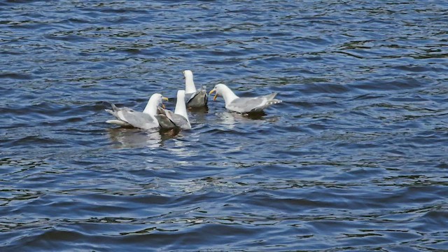 Western x Glaucous-winged Gull (hybrid) - ML619333142