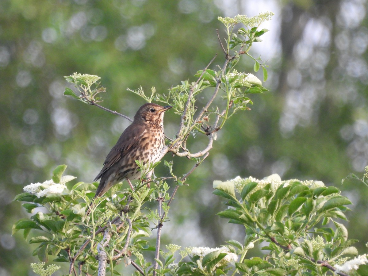 Song Thrush - ML619333153