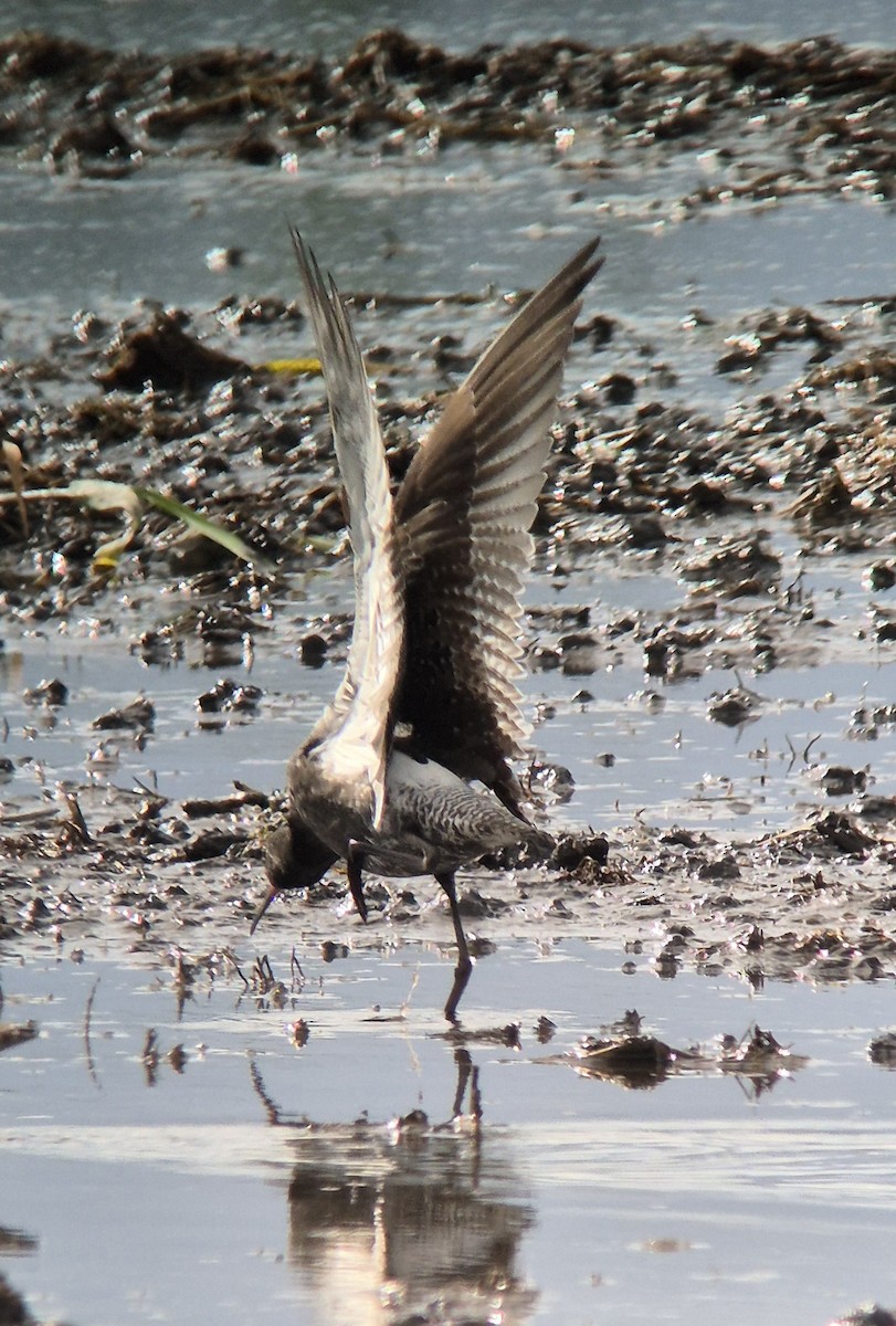 Spotted Redshank - Ugo Facca