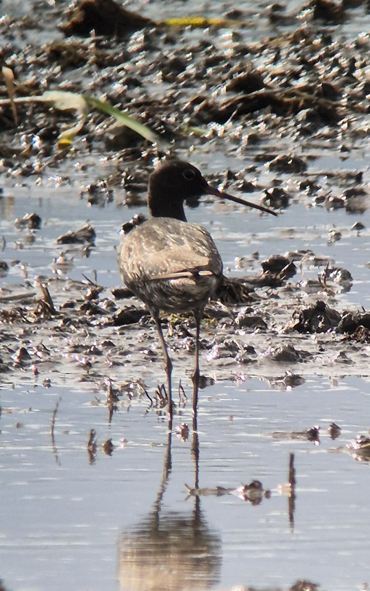 Spotted Redshank - Ugo Facca