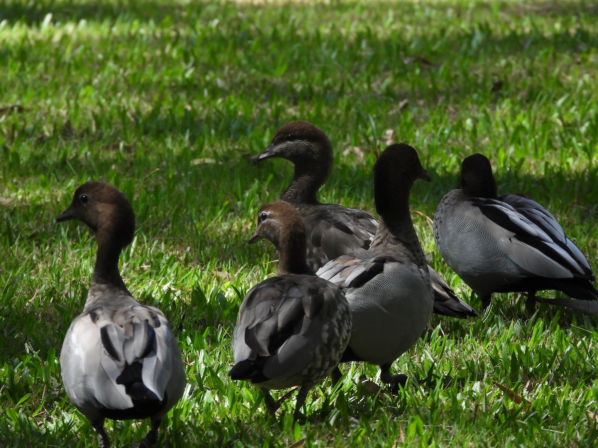 Maned Duck - ML619333168