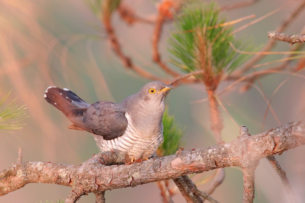 Common Cuckoo - Vivek Sarkar