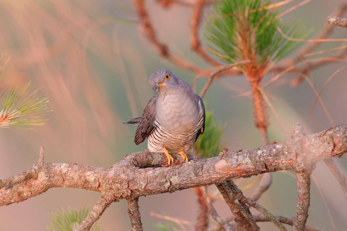 Common Cuckoo - Vivek Sarkar