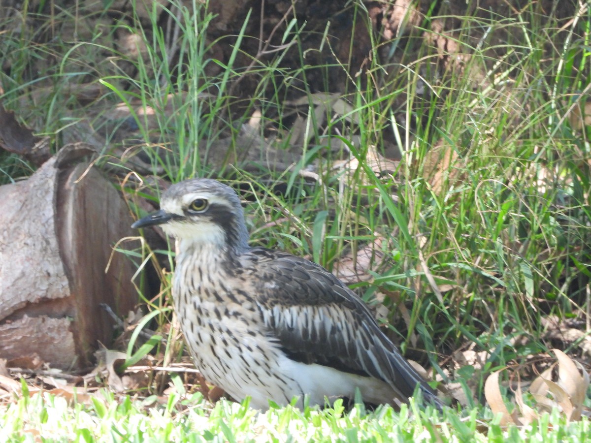 Bush Thick-knee - ML619333176