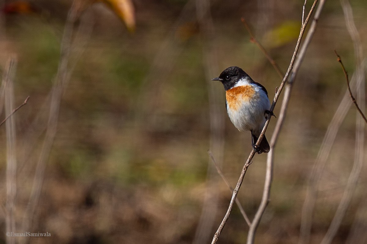 Siberian Stonechat - Esmail Samiwala