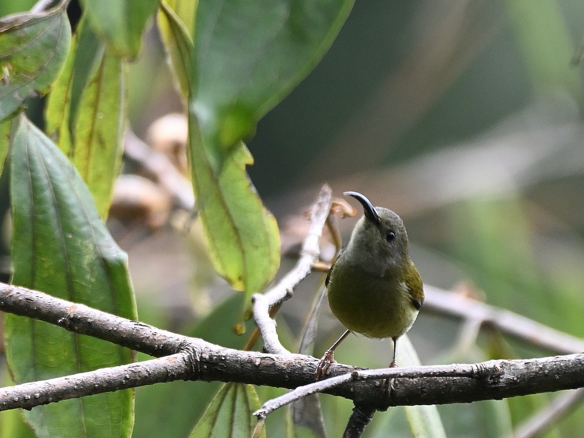 Black-throated Sunbird - Anshu Arora