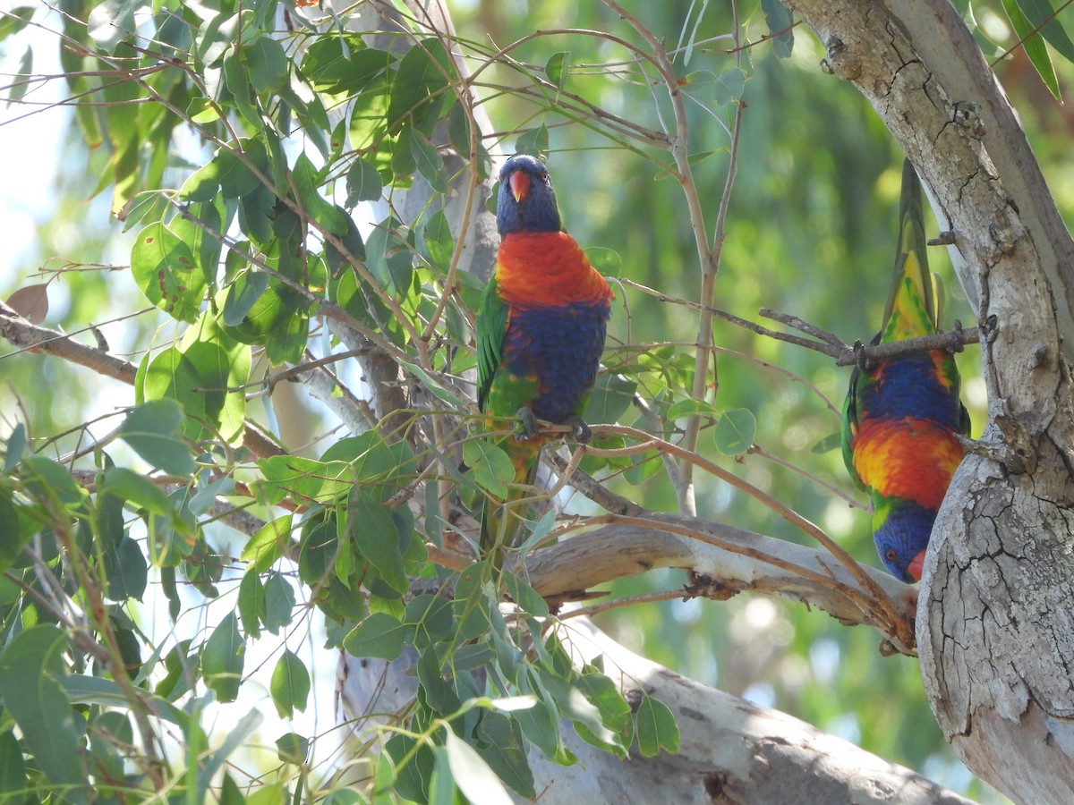 彩虹吸蜜鸚鵡 - ML619333199