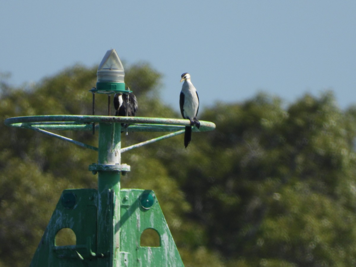 Little Pied Cormorant - ML619333207