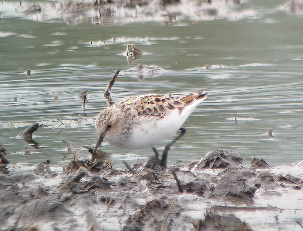 Little Stint - ML619333209