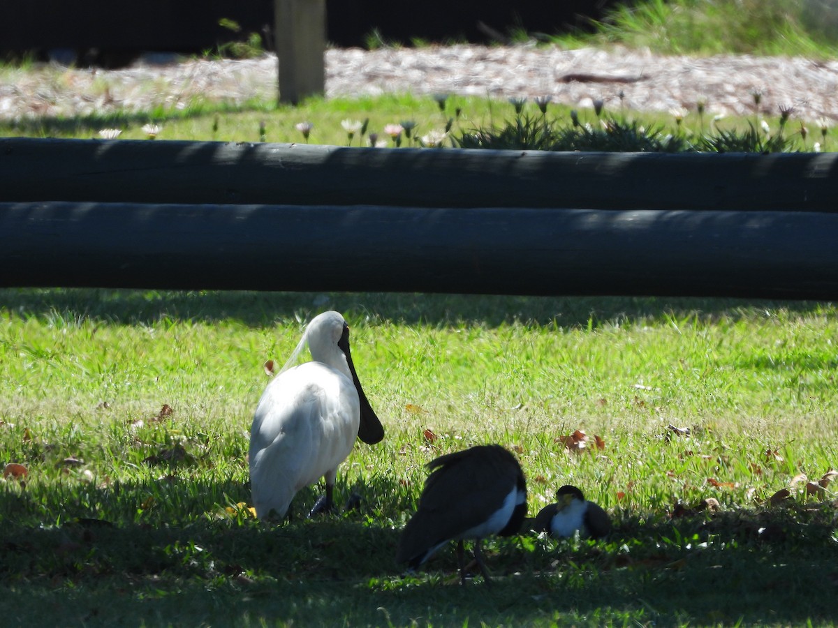 Royal Spoonbill - ML619333216