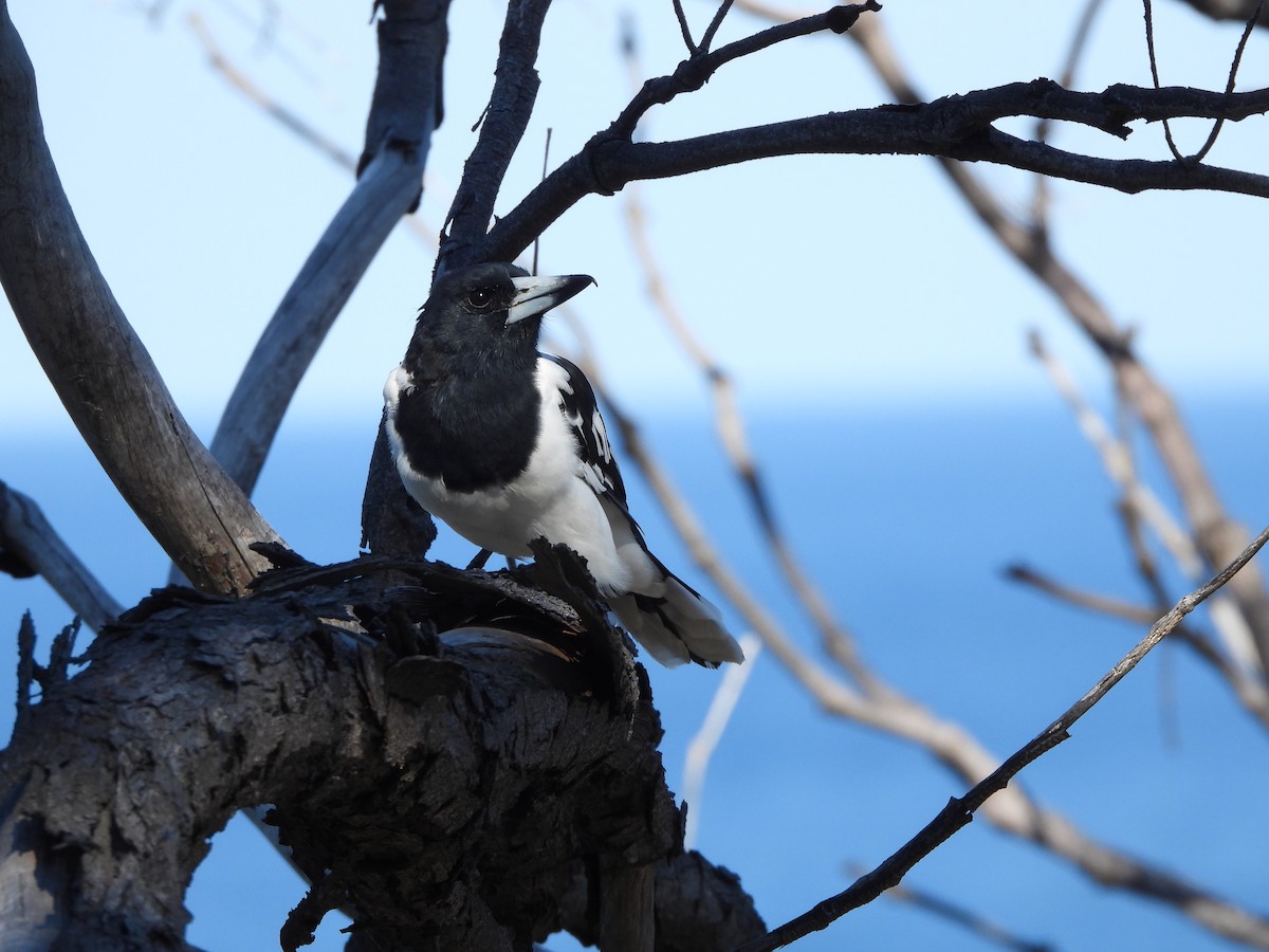Pied Butcherbird - ML619333222