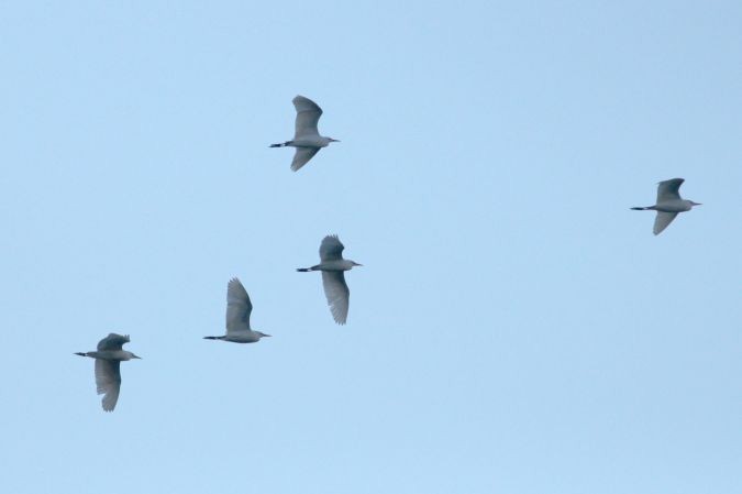 Western Cattle Egret - ML619333224