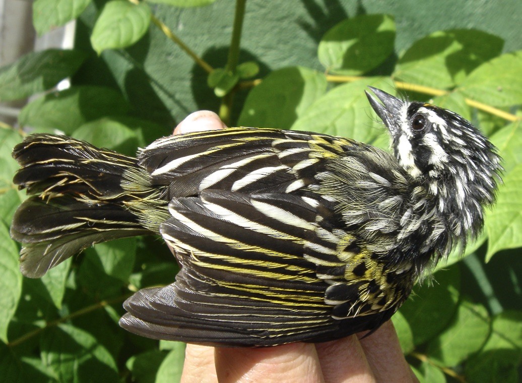 Yellow-fronted Tinkerbird - Ursula Bryson