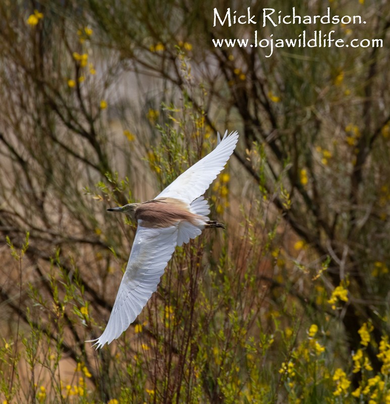 Squacco Heron - Mick Richardson