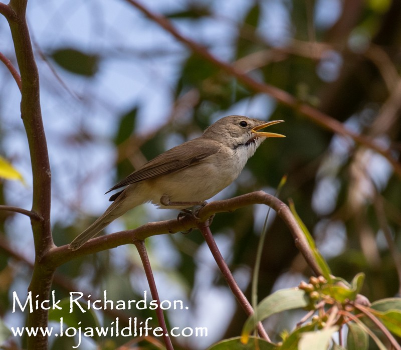 Western Olivaceous Warbler - Mick Richardson