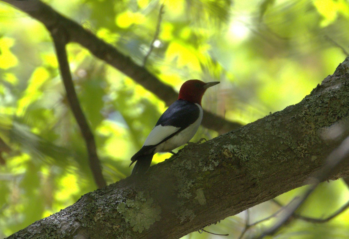 Red-headed Woodpecker - Chris Van Norman