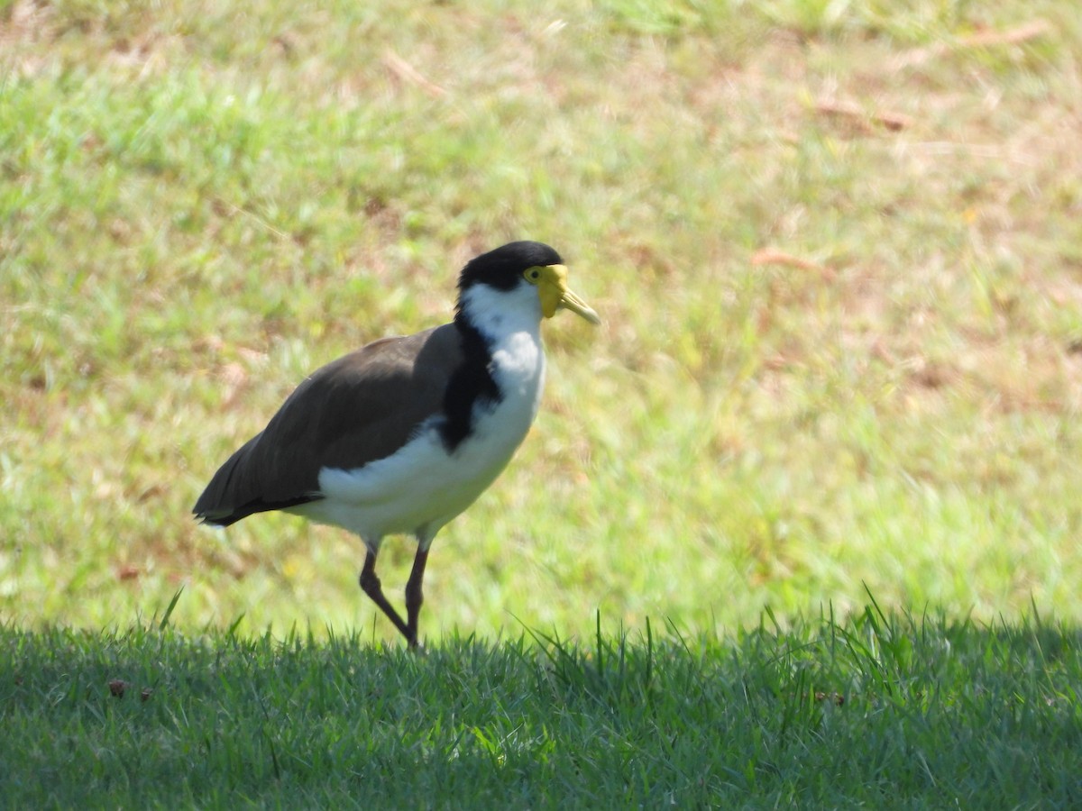 Masked Lapwing - ML619333260