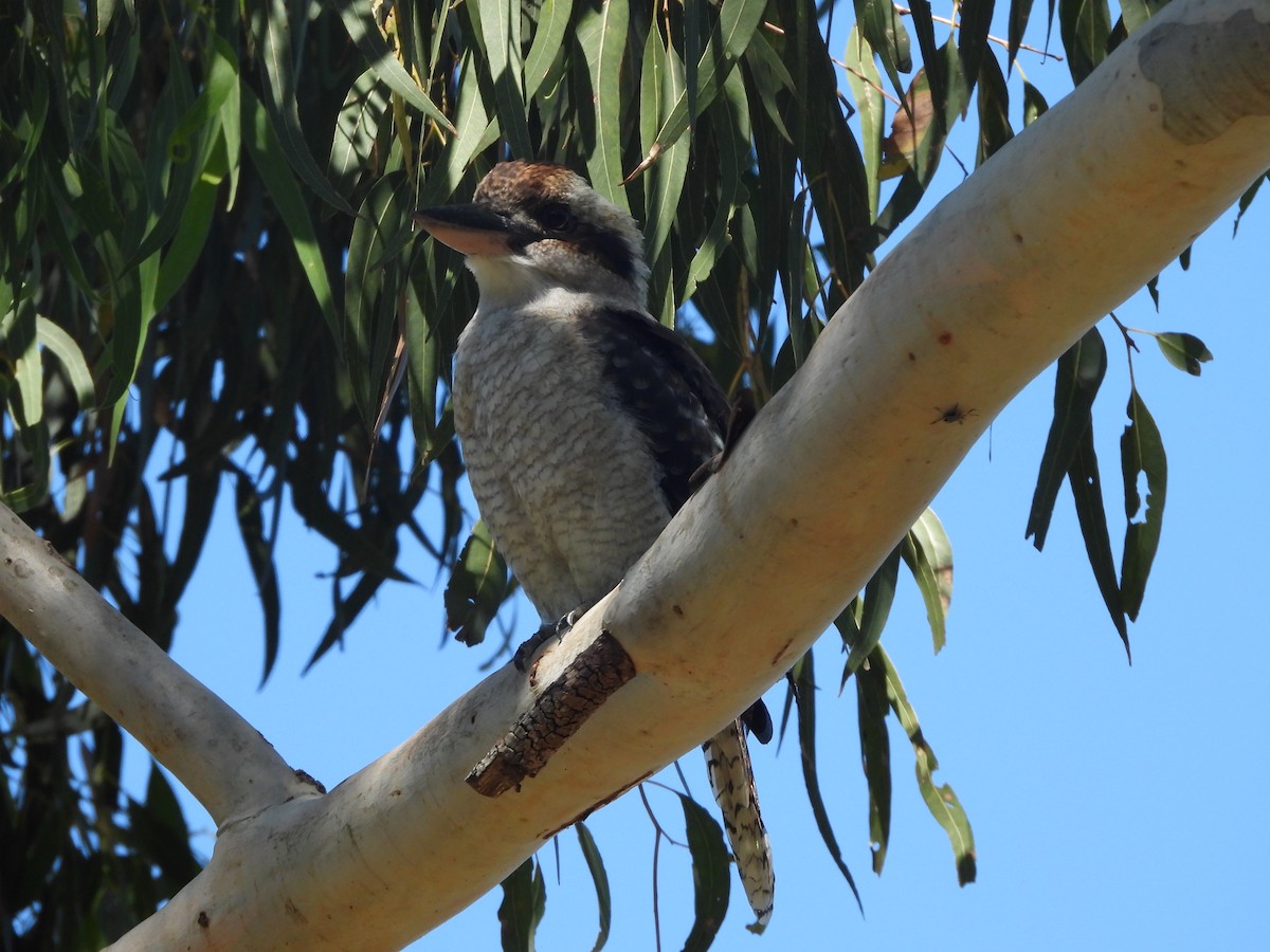 Laughing Kookaburra - ML619333265