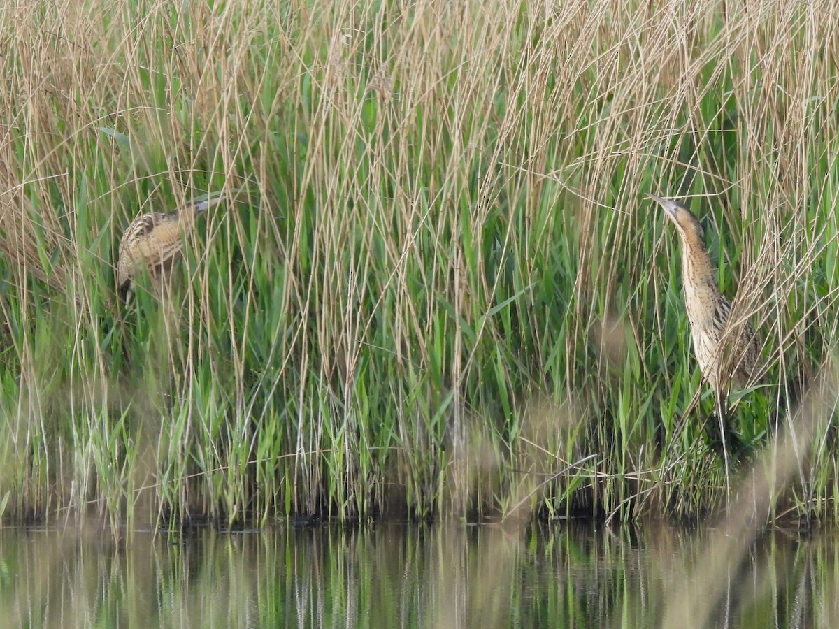 Great Bittern - ML619333280