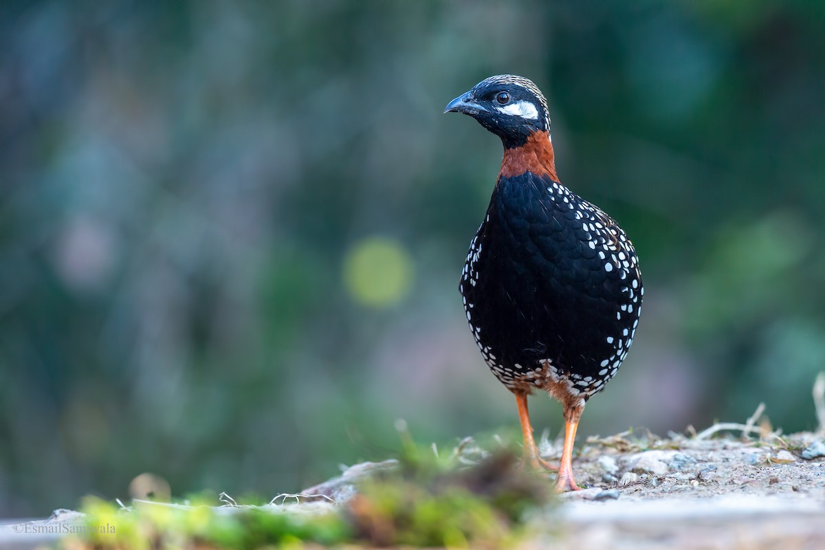 Black Francolin - Esmail Samiwala