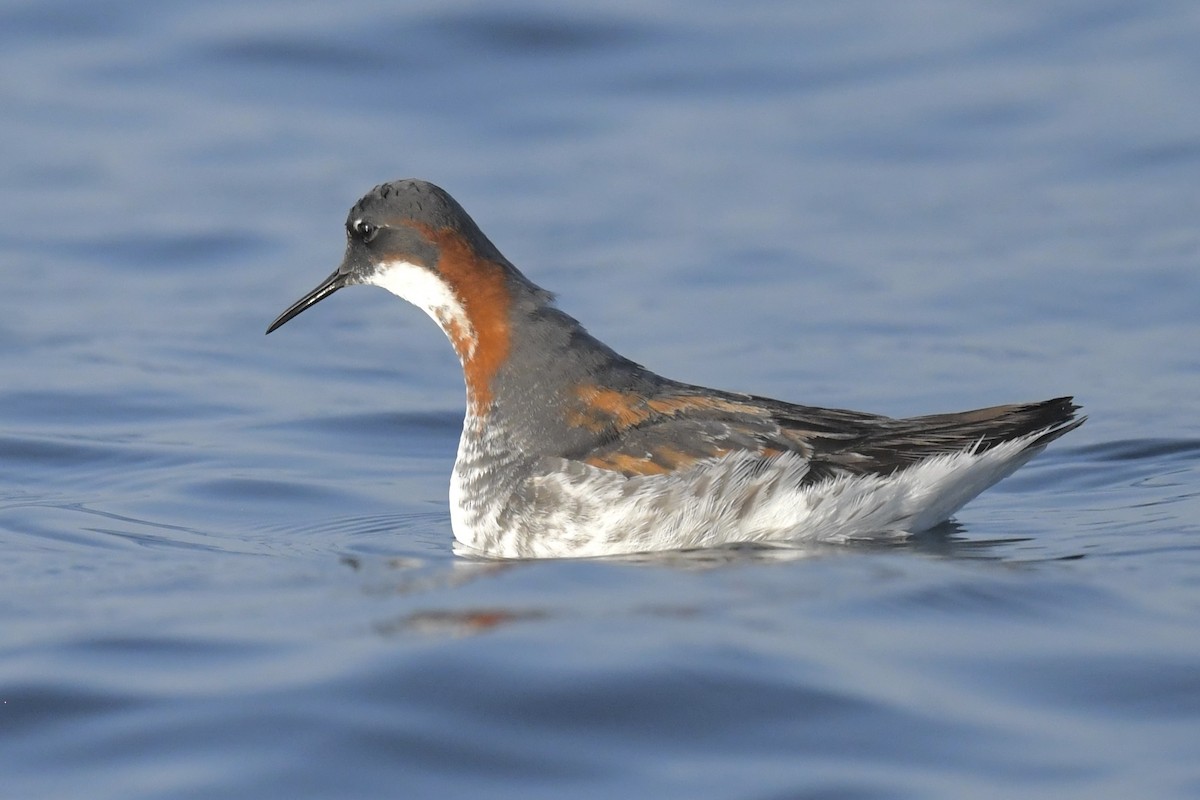 Red-necked Phalarope - Khalifa Al Dhaheri