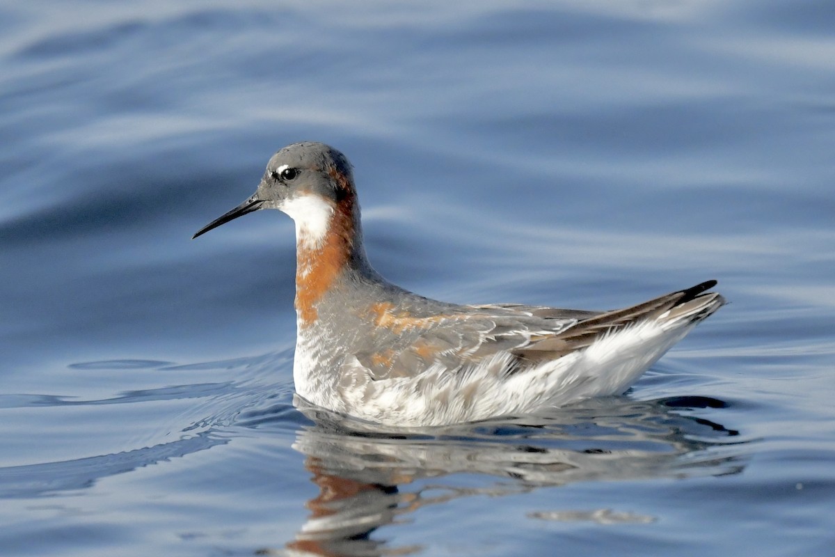 Red-necked Phalarope - Khalifa Al Dhaheri