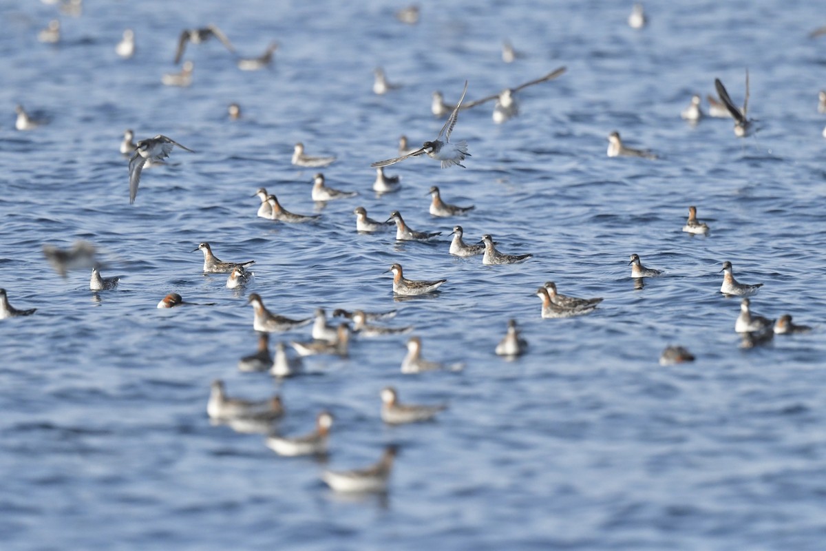 Red-necked Phalarope - Khalifa Al Dhaheri