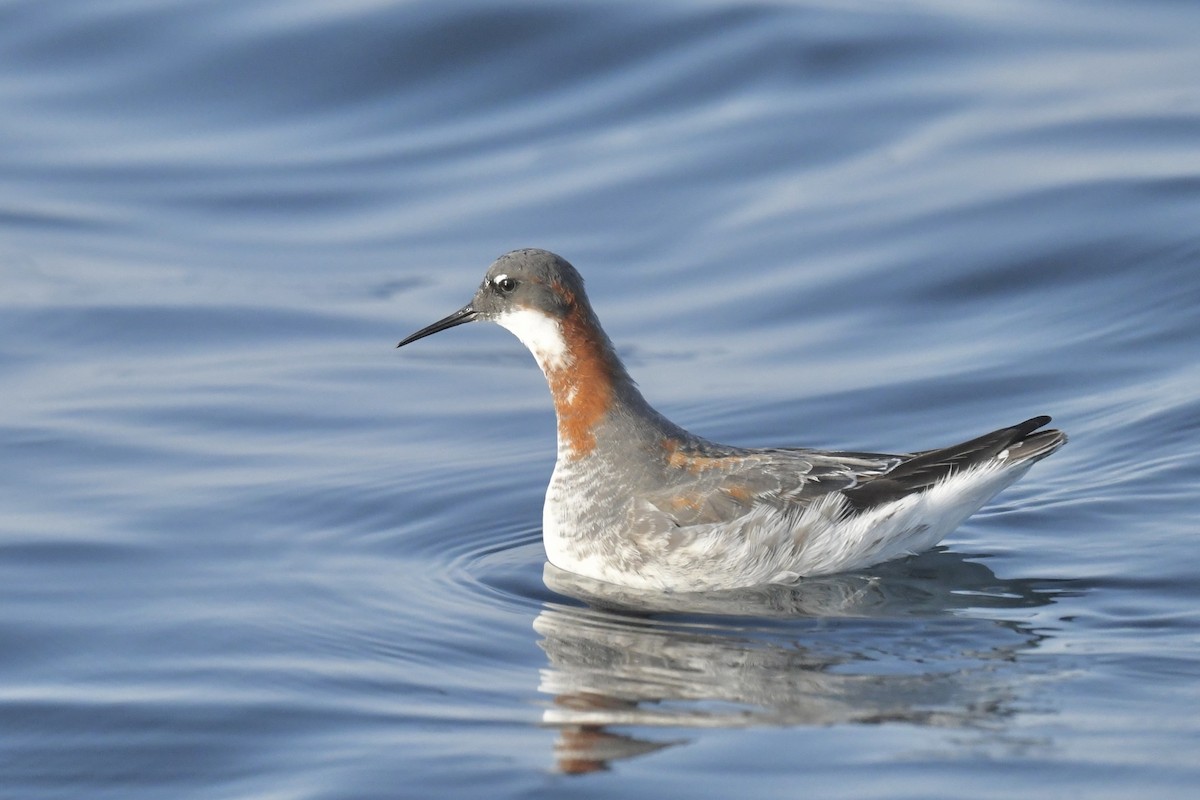 Red-necked Phalarope - Khalifa Al Dhaheri