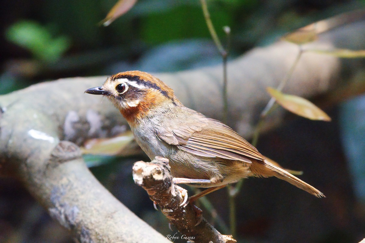 Rufous-throated Fulvetta - Robyn Cuzens