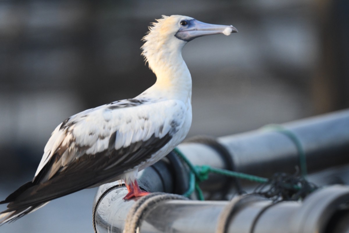Red-footed Booby - Khalifa Al Dhaheri