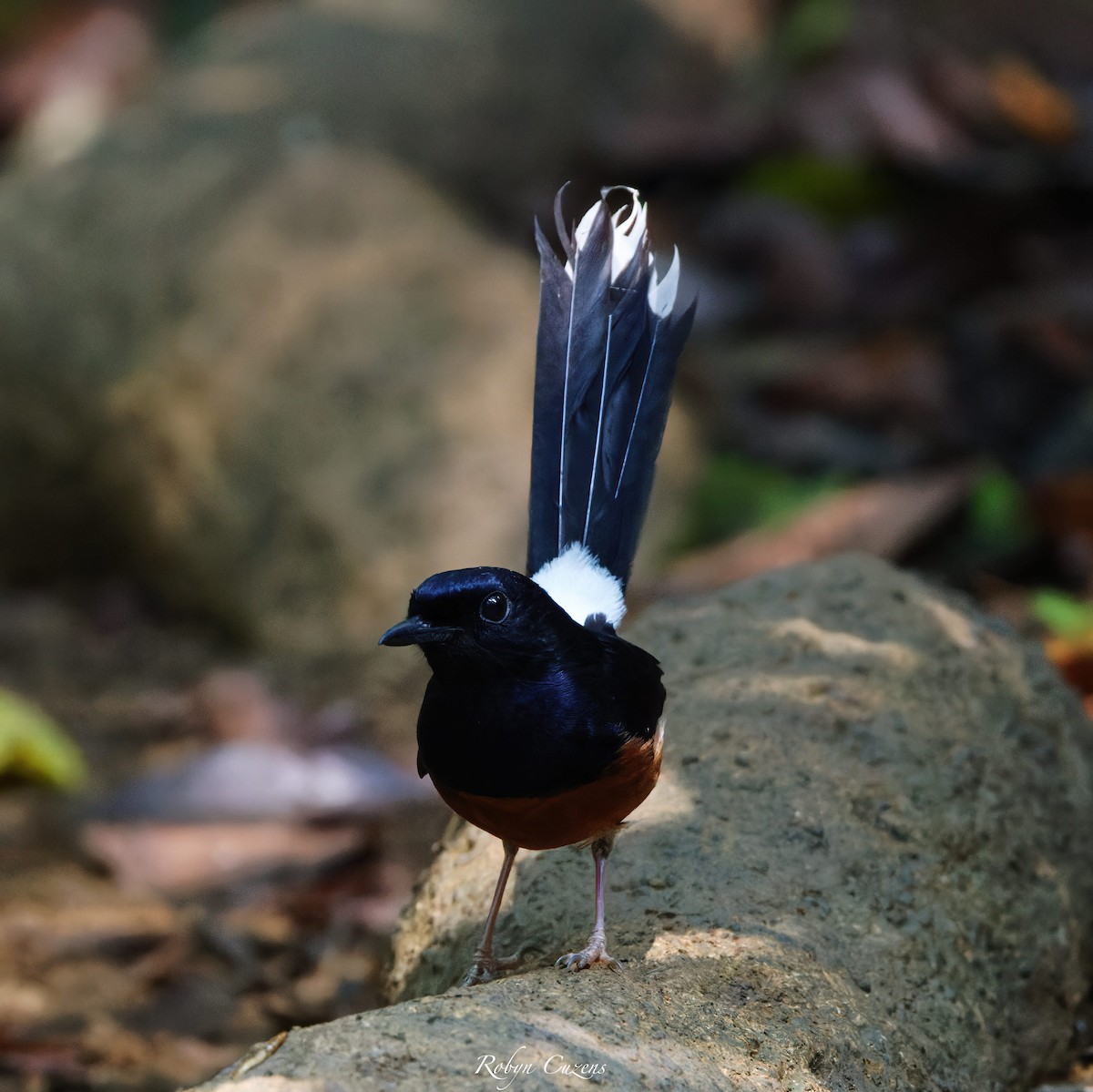 White-rumped Shama - Robyn Cuzens