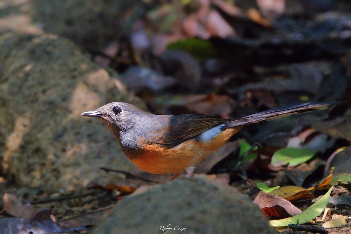 White-rumped Shama - Robyn Cuzens