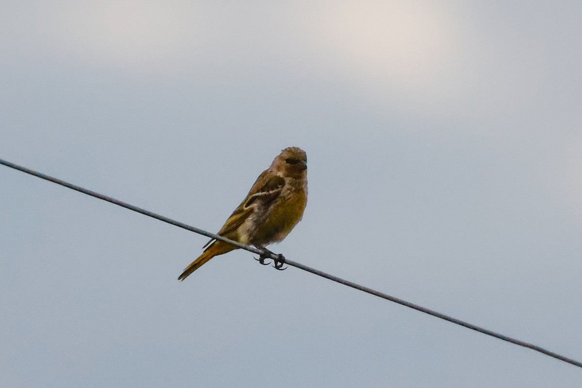 Cape Canary - Tommy Pedersen