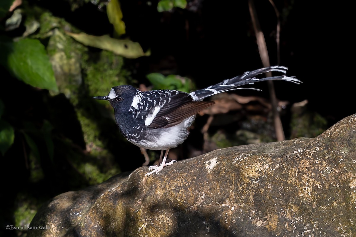 Spotted Forktail - Esmail Samiwala