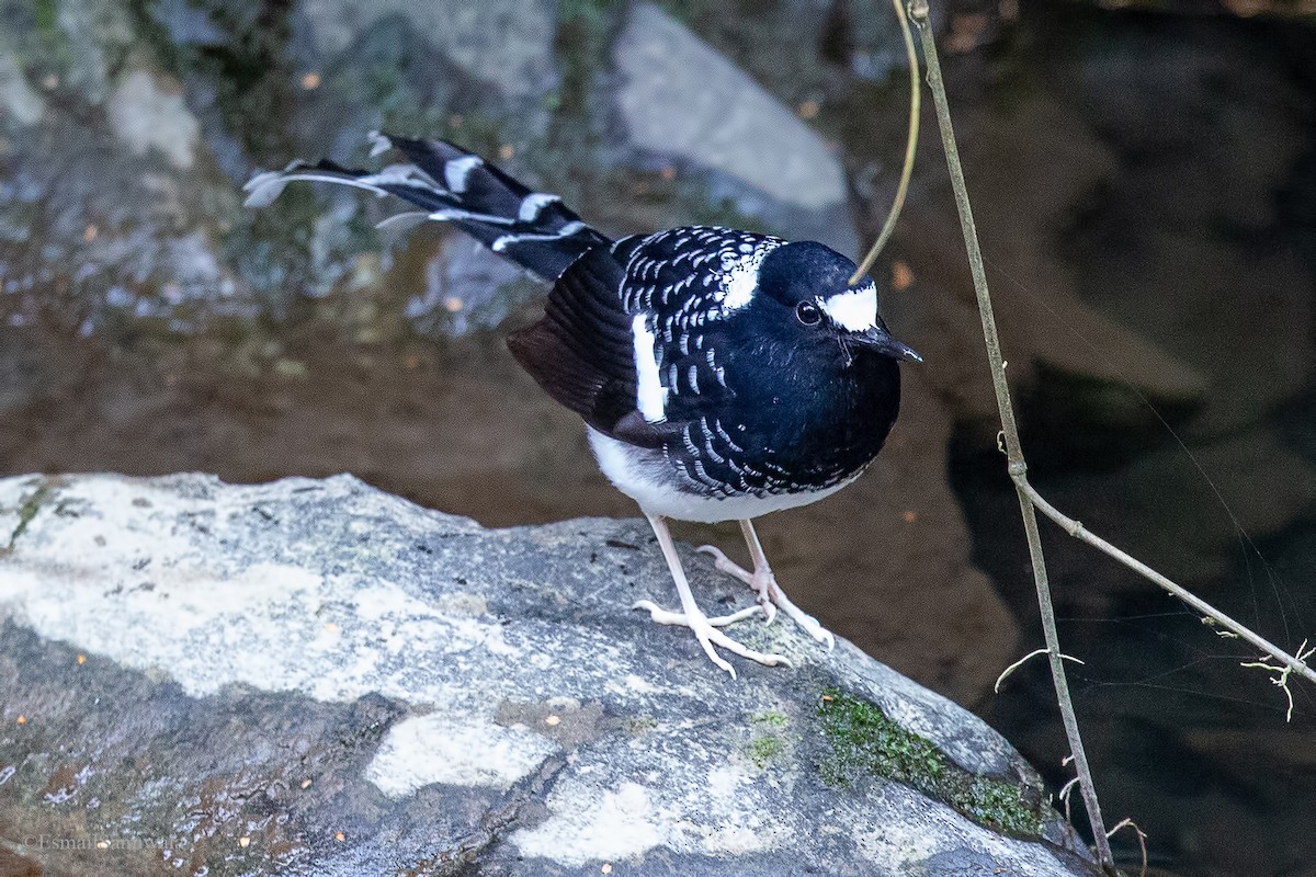 Spotted Forktail - Esmail Samiwala