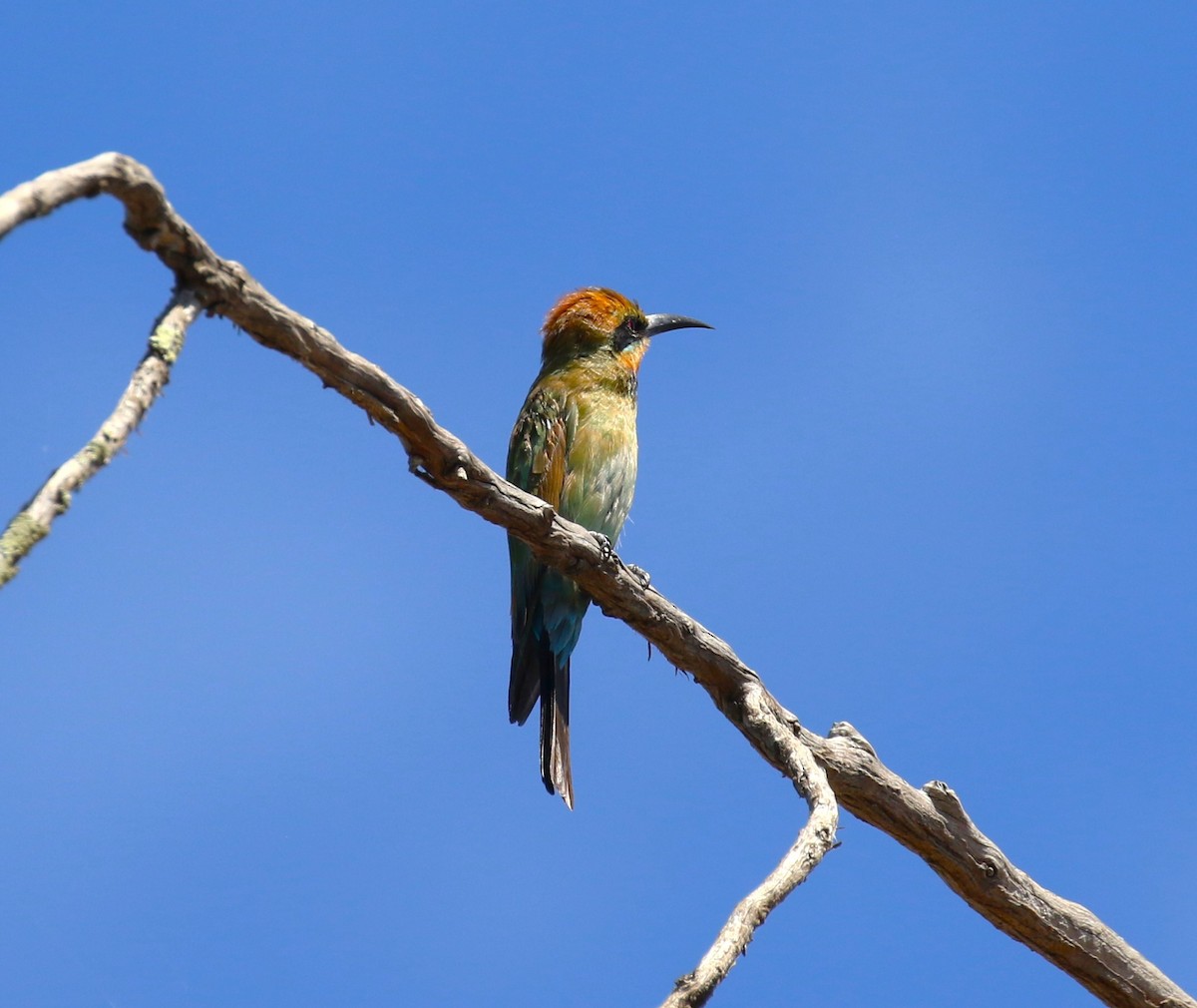 Rainbow Bee-eater - sean clancy