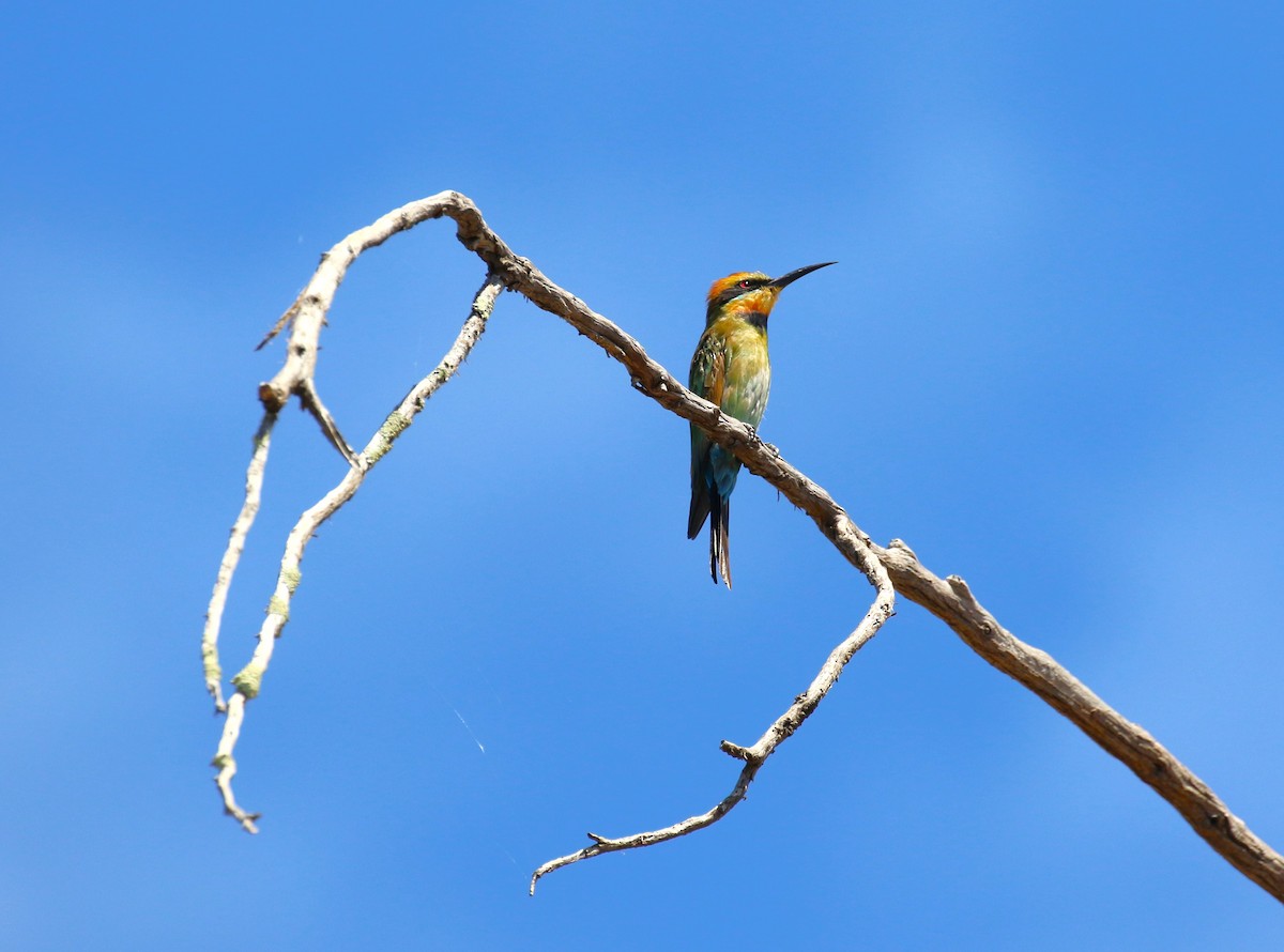 Rainbow Bee-eater - sean clancy