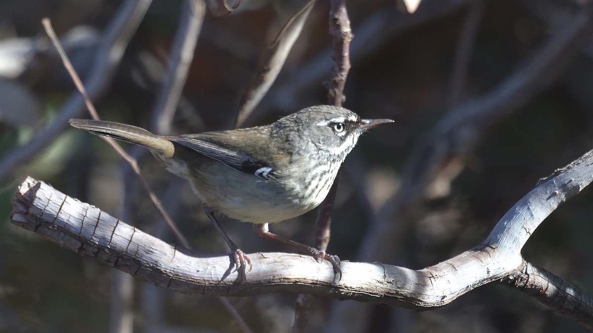 Spotted Scrubwren - ML619333439