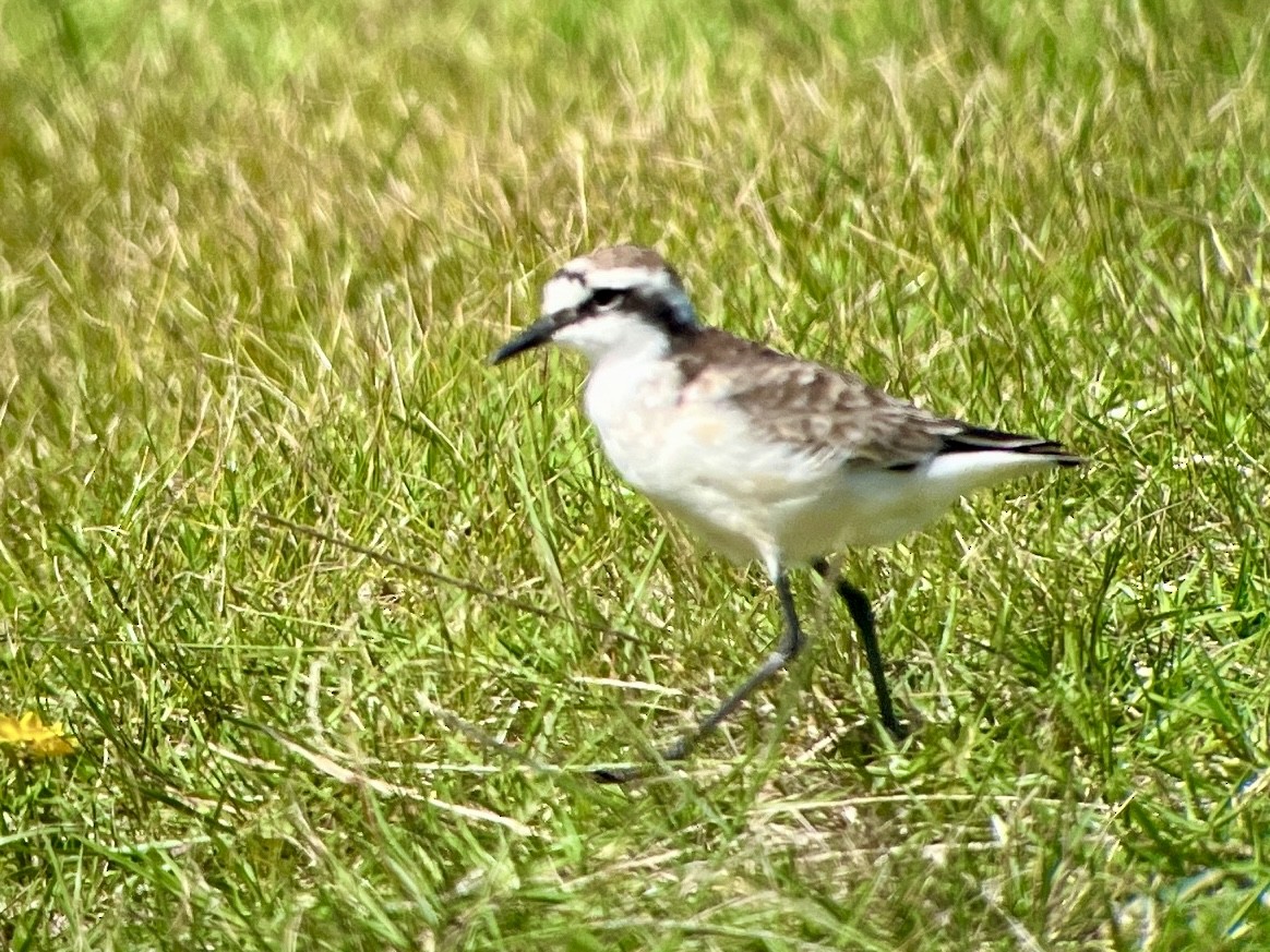 St. Helena Plover - ML619333444