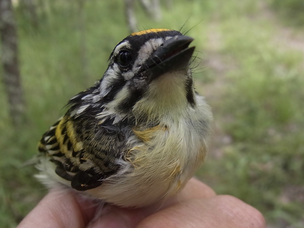 Yellow-fronted Tinkerbird - ML619333447