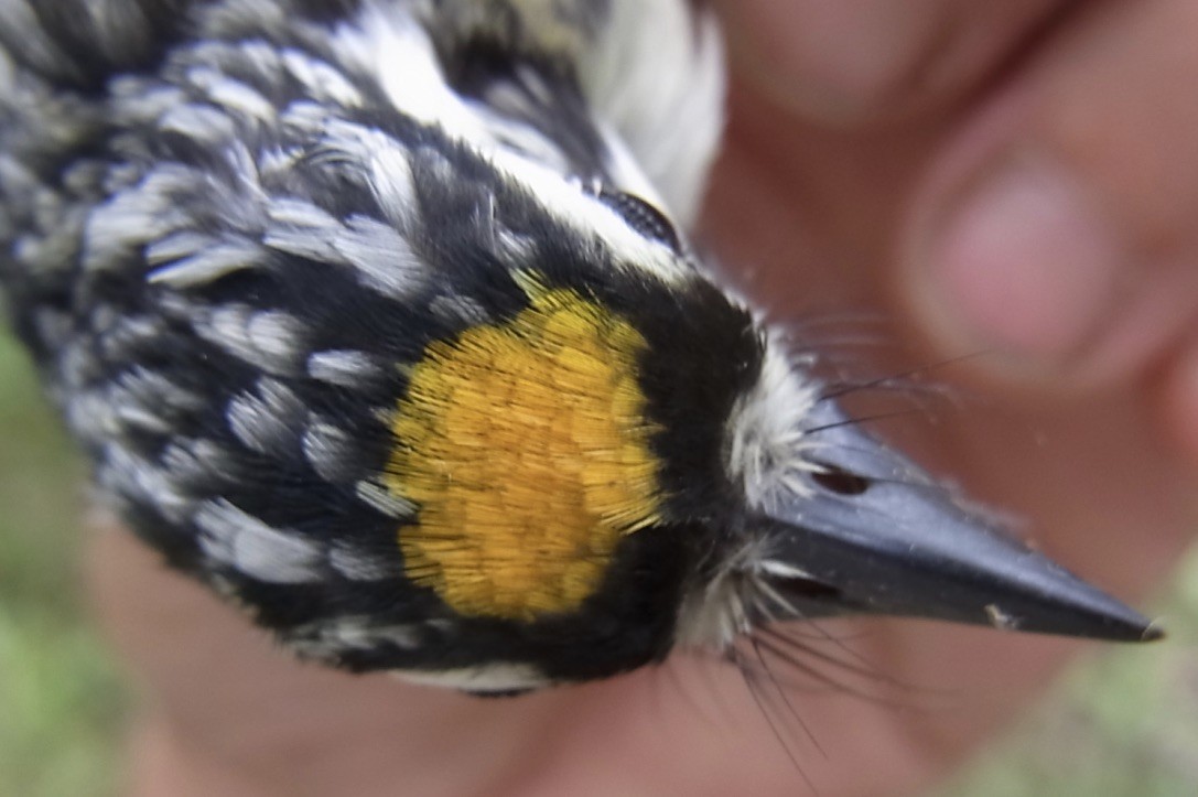 Yellow-fronted Tinkerbird - ML619333448