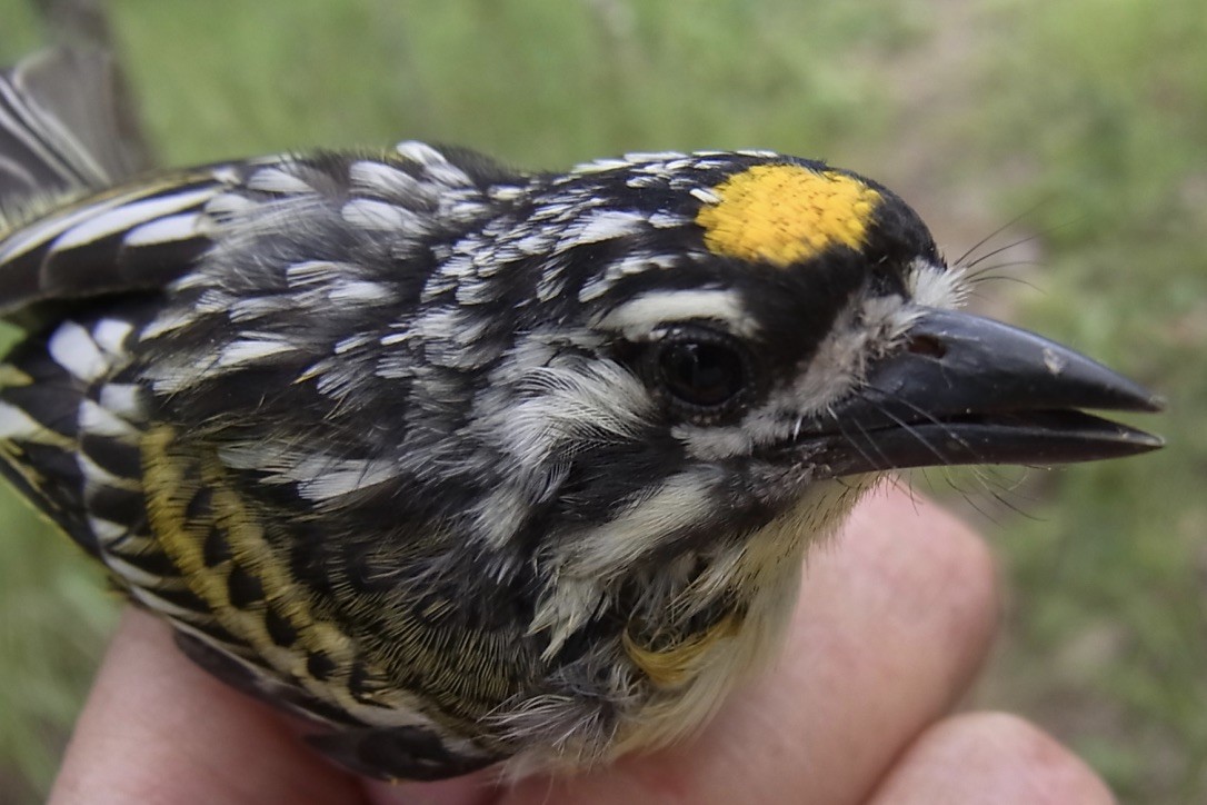 Yellow-fronted Tinkerbird - ML619333449